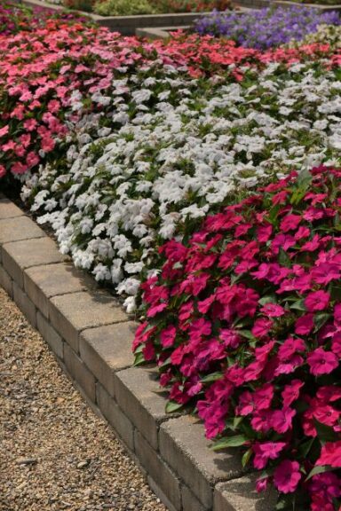 Impatiens Solarscape Series (PanAmerican Seed)