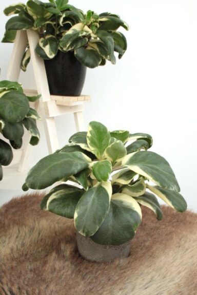 Kalanchoe 'Bongo 37' (Beekenkamp)