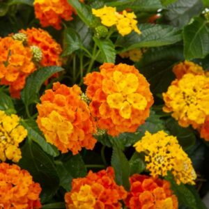 Lantana ‘Bandolista Mango’ (Syngenta Flowers)