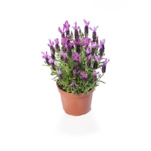 Lavandula ‘Javelin Compact Purple’ (Syngenta Flowers/Think Plants) 