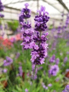 Lavandula angustifolia 'Lovely Sky' (Hem Genetics)