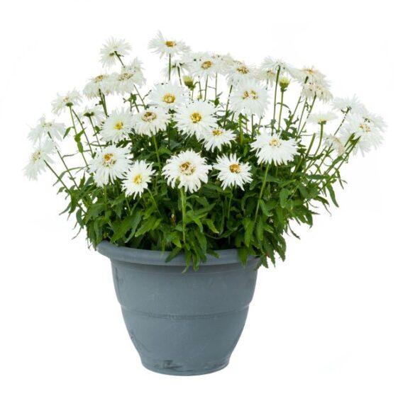 Leucanthemum 'Whisker White' (Green Fuse Botanicals)