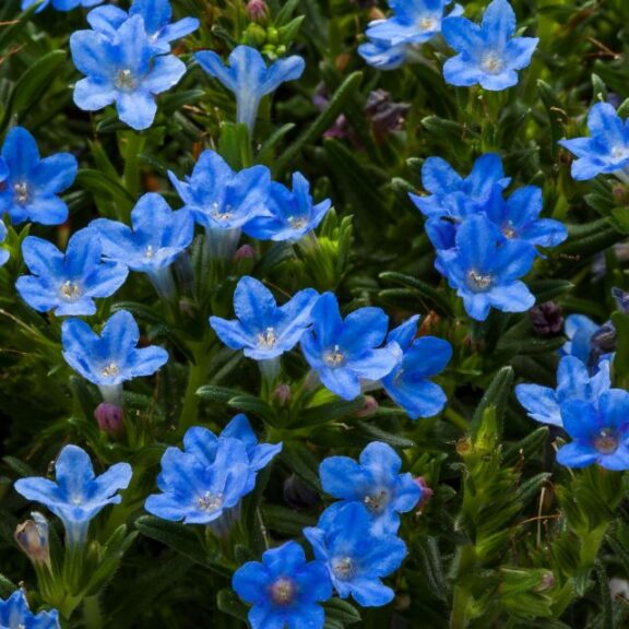 Lithodora ‘Tidepool Sky Blue’ (Syngenta Flowers/Think Plants)