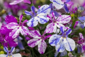 Lobelia Rift Series (Westhoff)