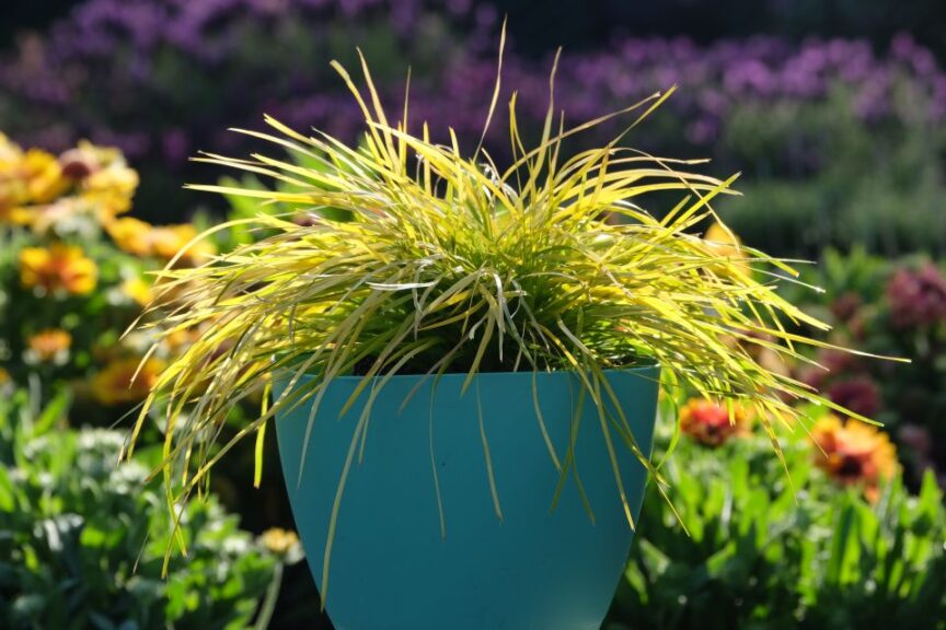 Lomandra ‘Miner’s Gold’ (Pacific Plug & Liner)