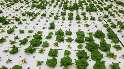 Is Root Rot an Issue in Your Hydroponic System? Let This Researcher Know