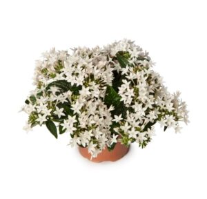 Pentas ‘Beehive White’ (Syngenta Flowers)