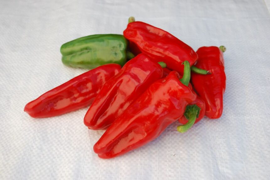 Pepper Aleppo Series (Burpee)