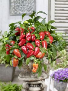 Peppers from Heaven Series (Burpee)