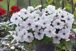 Petunia ‘Trilogy Silver Blotch’ (American Takii)