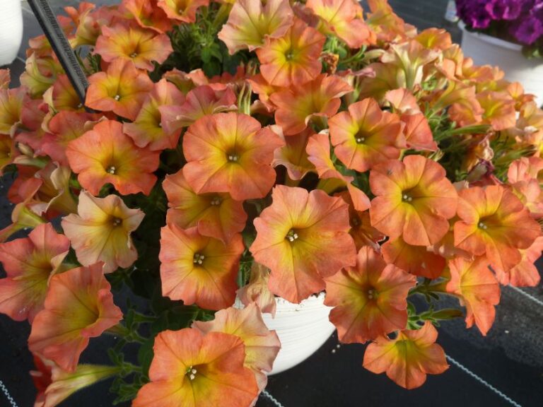 Petunia Flower Shower series (Westhoff)