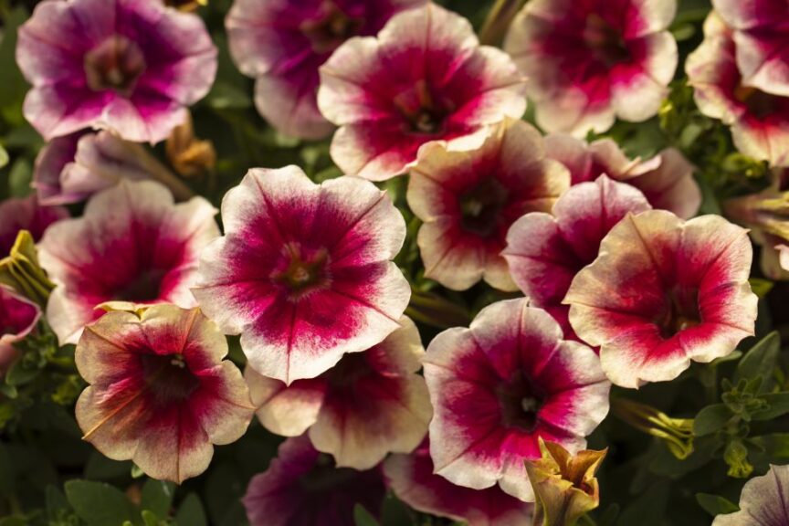Petunia ‘Fun House Peach Melba’ (Syngenta Flowers)