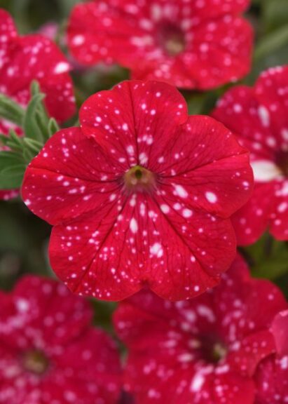 Petunia 'Headliner Strawberry Sky' (Selecta One)