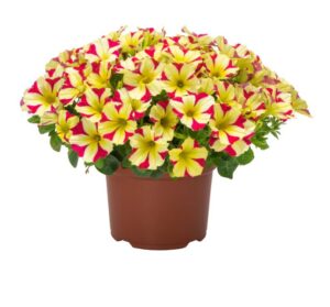 Petunia Smartunia Series (Dümmen Orange)