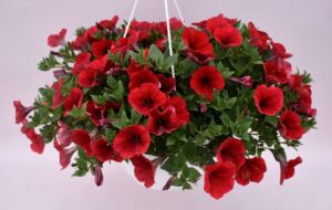 Petunia Kuyamba Series (Kientzler)