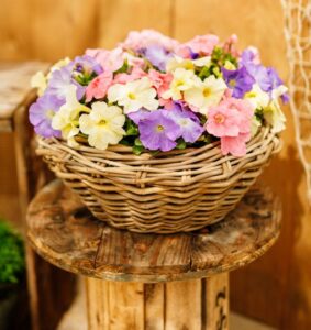 Petunia 'Mambo Limbo GP Designer Pastel Mixture' (Hem Genetics)