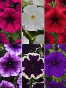 Petunia SureShot Series (BallFloraPlant)