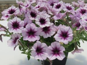 Petunia ‘Surfinia Heavenly Amethyst Burst’ (Suntory)