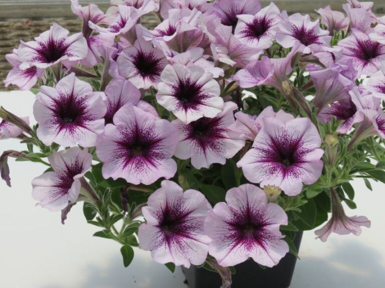Petunia ‘Surfinia Heavenly Amethyst Burst’ (Suntory)
