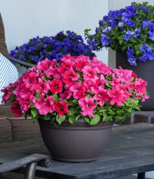 Petunia ‘Surfinia XXL’ (Suntory)