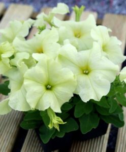 Petunia multiflora 'Mambo GP Yellow Lime' (Hem Genetics)