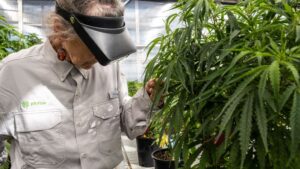 Phylos Bringing Production-Ready Seed to Canada