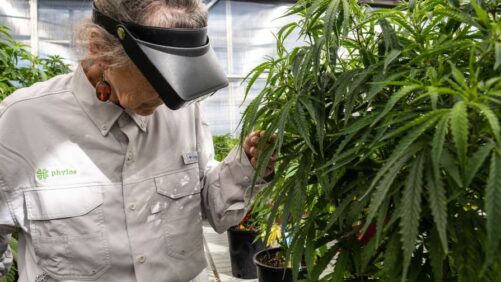 Creating a Sustainable Future for Cannabis With Data Science