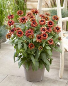 Rudbeckia August Series (Ball Ingenuity)