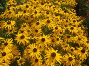 Rudbeckia 'Goldblitz' (Kieft Seed)
