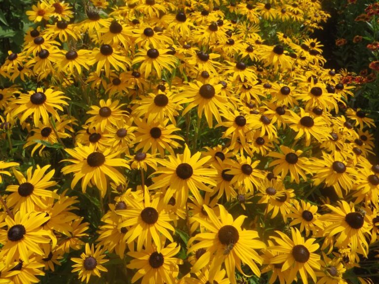 Rudbeckia 'Goldblitz' (Kieft Seed)