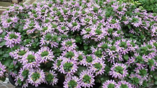 California Spring Trials 2022 Preview: Suntory Flowers, Pacific Plug & Liner, and Plant Development Services