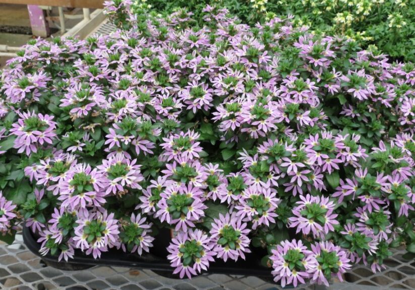 Scaevola ‘Surdiva Lilac Mist’ (Suntory) 
