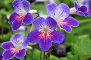 Streptocarpus 'Ladyslippers Azure' (Green Fuse Botanicals)
