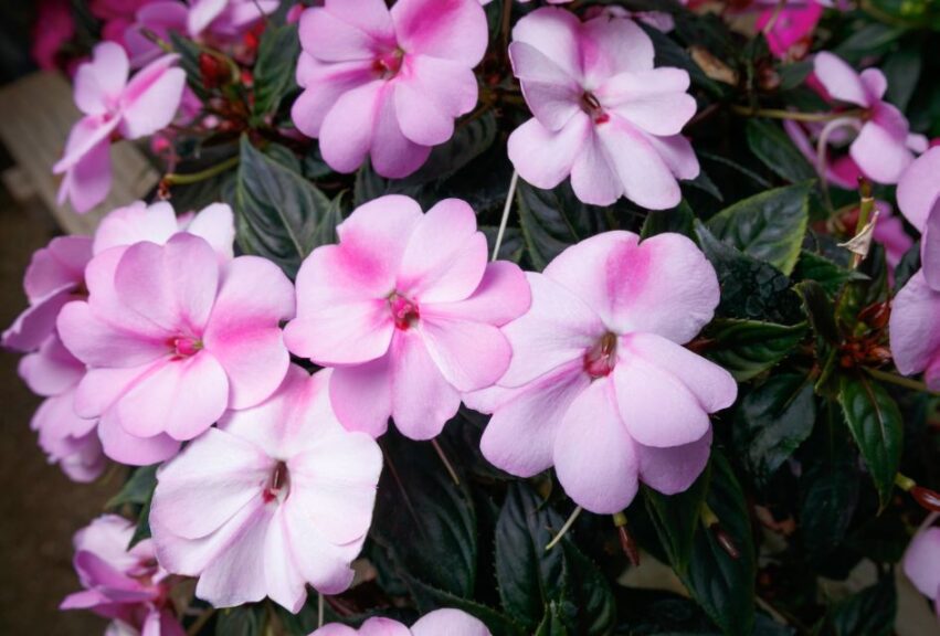 SunPatiens Compact Impatiens — New Bicolors (Sakata Ornamentals)