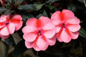 SunPatiens Vigorous Impatiens – Two New Colors (Sakata Ornamentals)