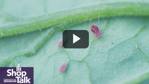 Failure to Control Aphids Can Make Greenhouse Plants Unmarketable