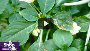 Control of Western Flower Thrips Is Critical to Prevent Virus Spread