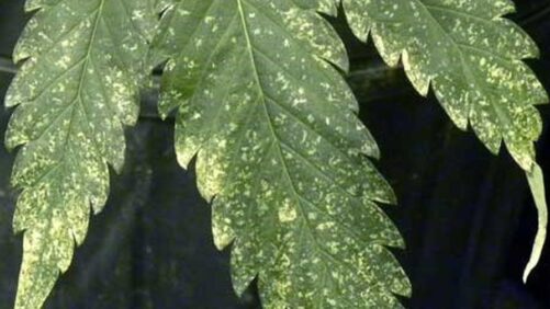 Cannabis Pests Take Center Stage at Biocontrols Conference