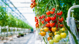 How Biologicals Can Help the Horticulture Industry Reach Climate Goals