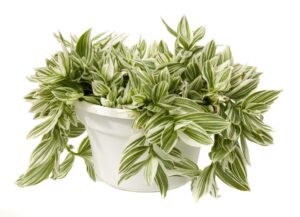 Tradescantia 'Pistachio White' (Green Fuse Botanicals)