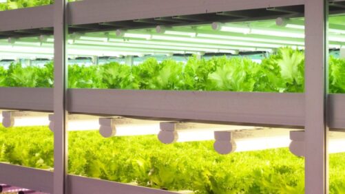 Unfold Commits to Product Development for Indoor Vegetable Production