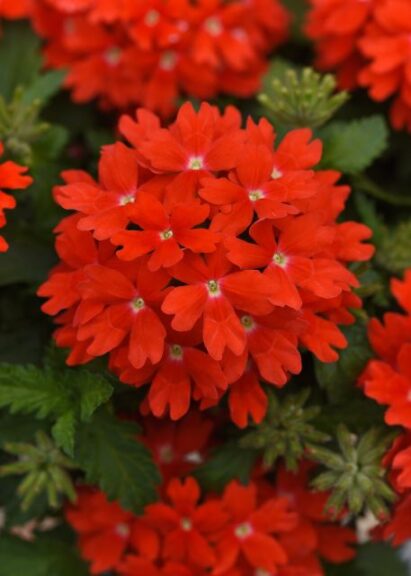 Verbena 'Lascar Orange Lava' (Selecta One)