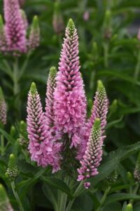 Veronica Skyward Series (Darwin Perennials)