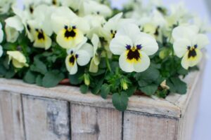 Viola ‘Admire Ivory Blotch’ (Benary)