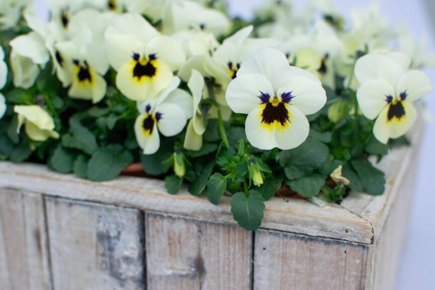 Viola ‘Admire Ivory Blotch’ (Benary)