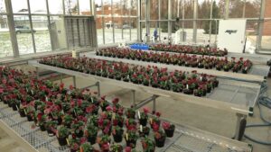 Learning Opportunity: Successful Use of Biostimulants in Floriculture