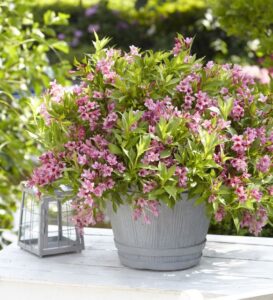 Weigela ‘Picobella Rose’ (Plant Development Services International)