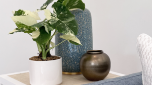 New Exotic Rare Foliage Plant Offers Striking Color Patterns