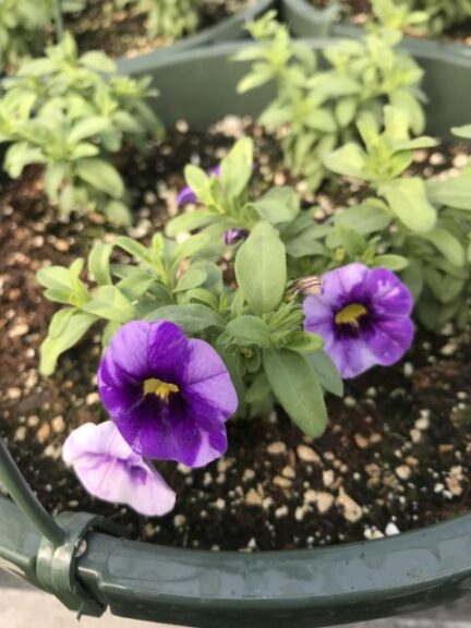 Another Flower Break from CPMMV