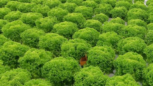 Automonous Greenhouse Challenge for Lettuce Nearing Final Stages
